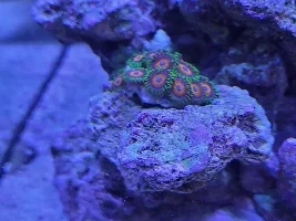 My first saltwater tank - Aqueon Frameless Cube Aquarium, 3 Gallon