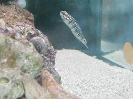 Some SW tank pics
