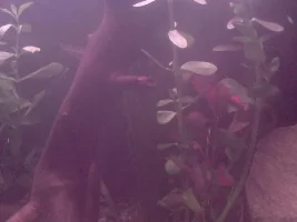 My Tank