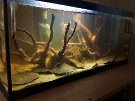 Added female bitaniata and a rock cave to my 20 long.