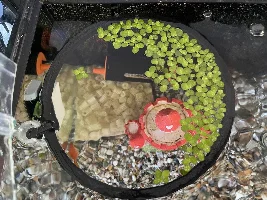 Duckweed turning red
