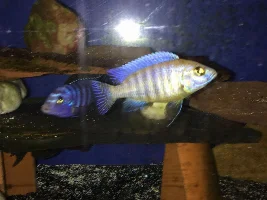 Former Newbie's African Cichlid Experience
