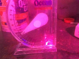Saltwater Guppies.