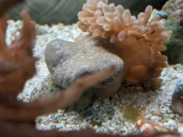 Dipping Into The Salty Side