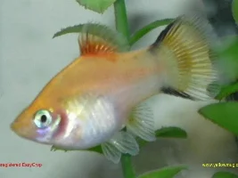 New Platies
