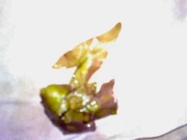 How To Reattach Unidentified Plant