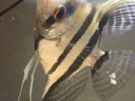 angelfish problem ?