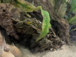 Pea puffer or something else?
