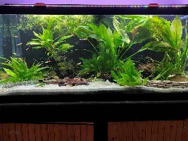 Sharing a look at my 75 gallon