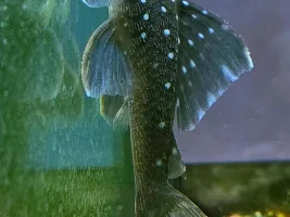 LFS photos