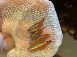 4 dead fish at the same time same species HELP!!’