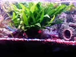 Growth not responding to treatments