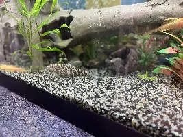 Suicidal clown loaches
