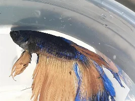 How To Treat A Depressed Betta