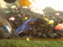 Crowntail's Tail Is Stiff.