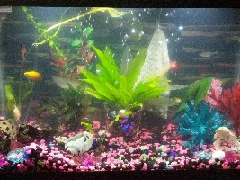 Howdy fellow aquarists!