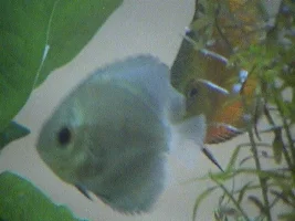 Discus Id Please