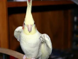 Bruce
