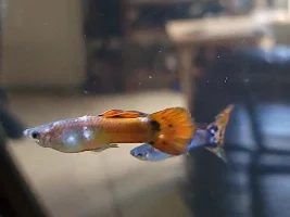 Fish Ick or Hypochondriac Fish Dad? Help, my guppies are dropping like flies!