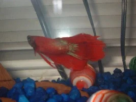 Betta pics