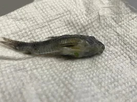 Peppered Cories suddenly mass-dying within a month.