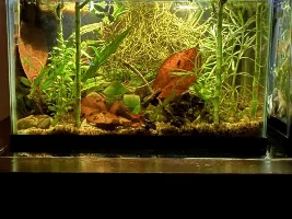 Does this tank look too overcrowded with stuff???