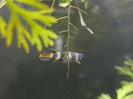 Do these Clown killifish look healthy?