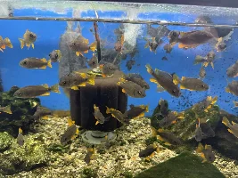 A Visit to My Local Fish Store