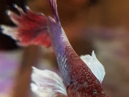 male Betta fish may have pop-eye?