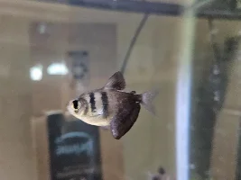 parasites? what is it? what should i do?