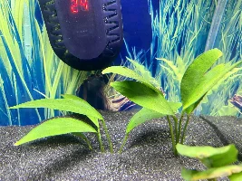 What do I do with these plants ...