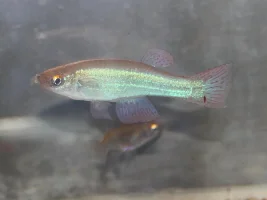 KFN killifish convention