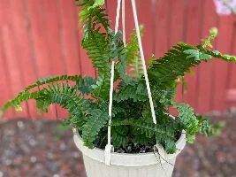 A good deal on plants!