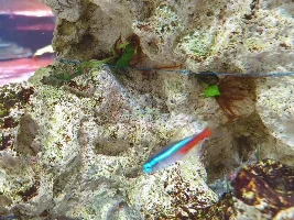 Unpopular Opinions (fish related)