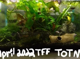 Vote Now! April 2022 Tank of the Month (17-30 US gallons)