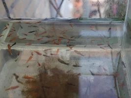 Swordtail fry will move outdoors