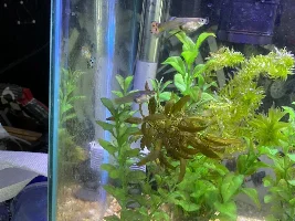 Suddenly aggressive female guppy