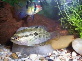 Bettas, cichlids, killifish and others!