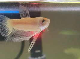 Hello!