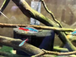 Loose stools and treatment-resistant fin rot