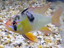 German Blue Ram weird lump on side