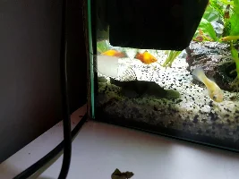 Can anyone ID my fish??