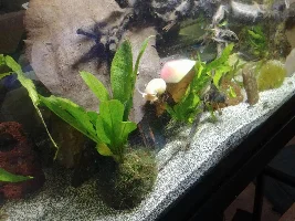 A Jumping Snail