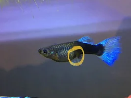 How much longer till my guppy gives birth?