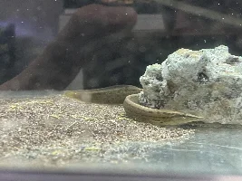 Has anyone kept spiny eels?