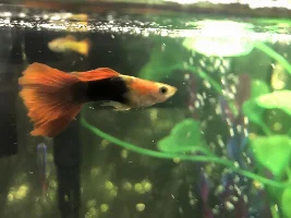Green coating on scales - help with guppies