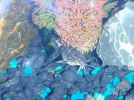 Can Someone Please Identify This Fish