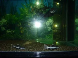 Last Review Of My Arapaima Gigas & Redtail Catfish