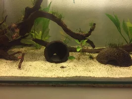 What fish should i take?