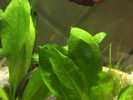 Introducing myself?